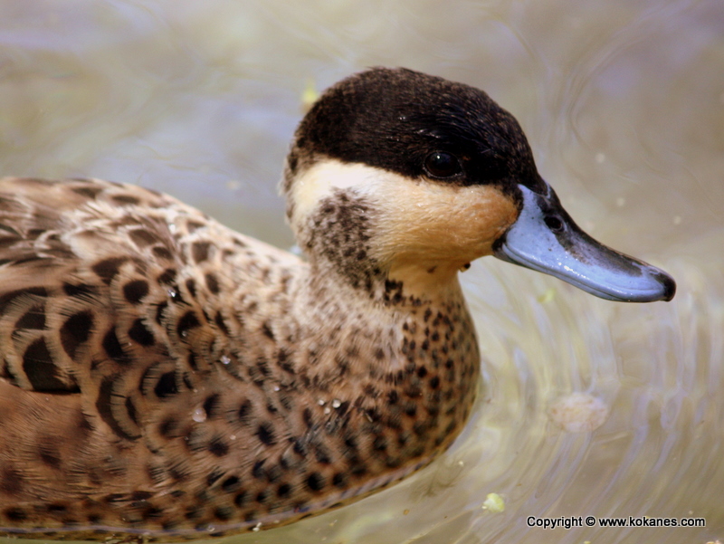 Duck-like Birds